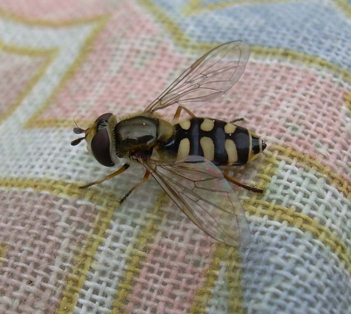 Syrphidae: Eupeodes sp.